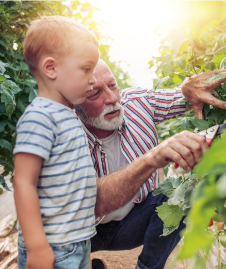 Grandfather with grandson pruning tomatoes
